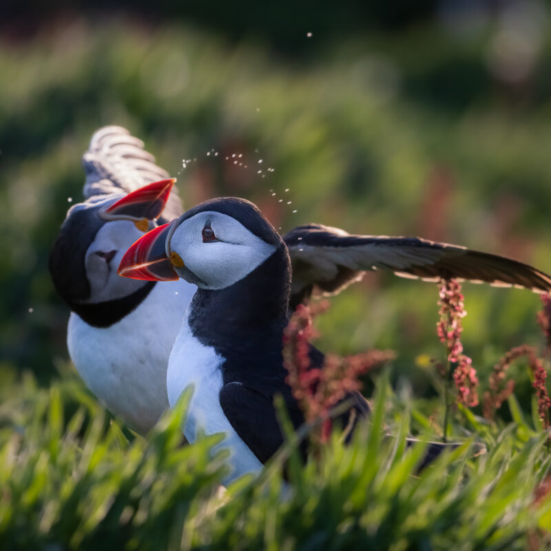 Puffin 2