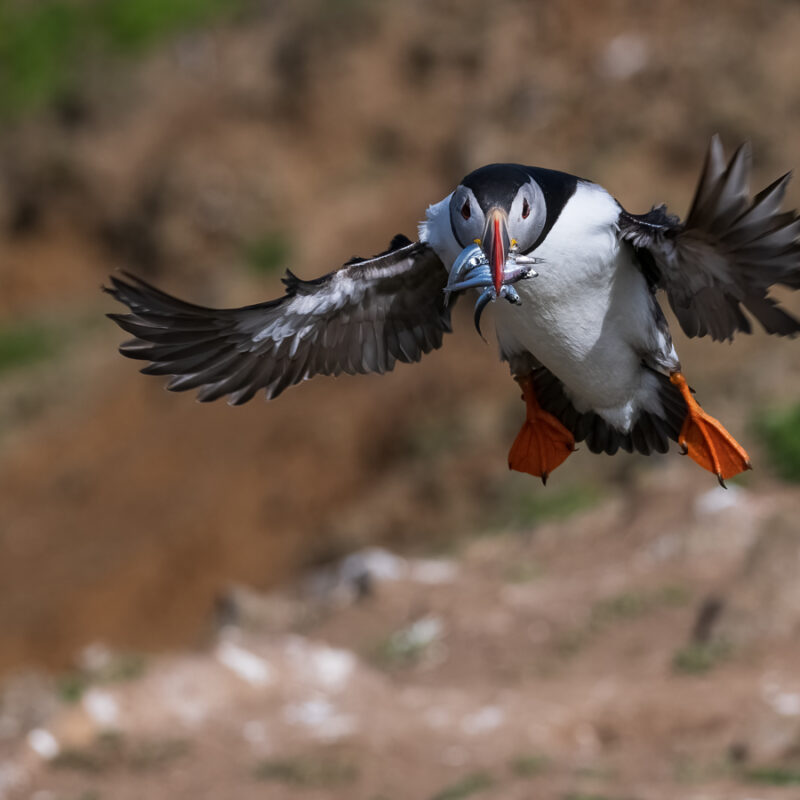 Puffin