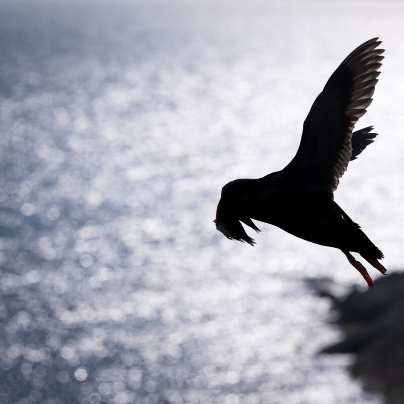 Puffin Silhouette