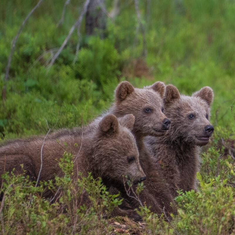 Image10 (Brown Bear_Triplets)