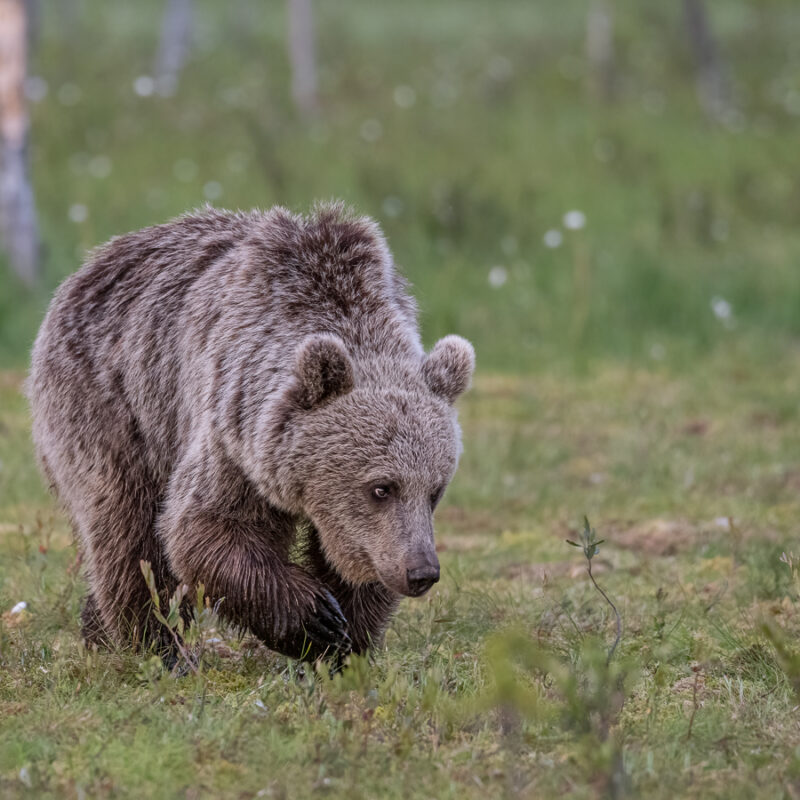 Image2 (Brown Bear_Mum)